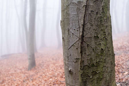 Two Przewalski horses on a meadow in National park Neusiedler See (Austria), on a sunny day in winter. This rare and endangered horse is originally native to the steppes of Central Asia.の写真素材