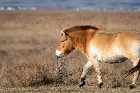 A Przewalski horse on a meadow in National park Neusiedler See (Austria), on a sunny day in winter. This rare and endangered horse is originally native to the steppes of Central Asia.の写真素材