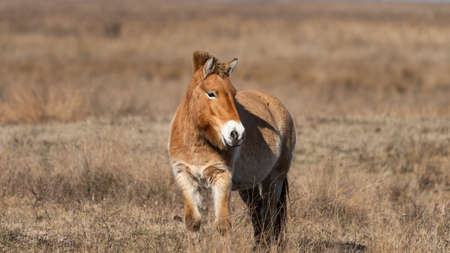 A Przewalski horse on a meadow in National park Neusiedler See (Austria), on a sunny day in winter. This rare and endangered horse is originally native to the steppes of Central Asia.の写真素材