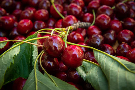 Closeup of ripe red cherries lying on a table