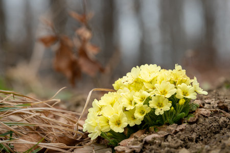 Closeup of a bunch of common primroses (Primula vulgaris) in the forest (Vienna, Austria)の写真素材