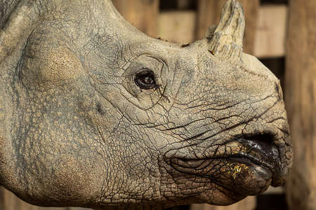 Portrait of an Indian rhinoceros (Rhinoceros unicornis) in a zoo in Vienna (Austria)の写真素材