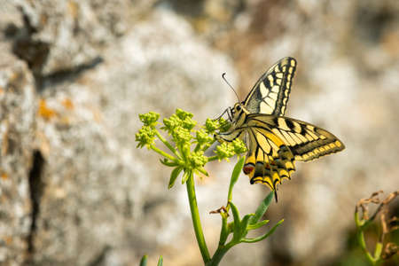 Swallowtail butterfly (Papilio machaon) feeding on a euphorbia plant on a sunny day in springの写真素材