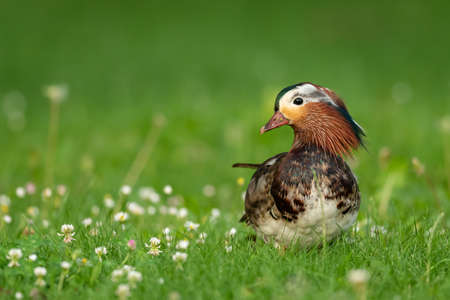 A Mandarin Duck (Aix gerliculata) standing on a green meadow on a sunny day in summer (Vienna, Austria)の写真素材