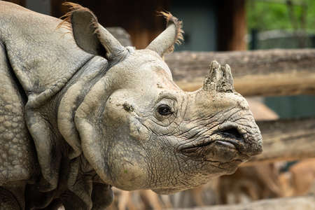 Portrait of an Indian rhinoceros (Rhinoceros unicornis) in a zoo in Vienna (Austria)の写真素材