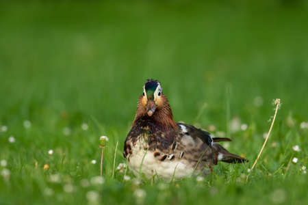 A Mandarin Duck (Aix gerliculata) standing on a green meadow on a sunny day in summer (Vienna, Austria)の写真素材