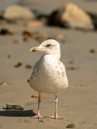 A young european herring gull (Larus argentatus) standing on the beach (Brittany, France)の写真素材