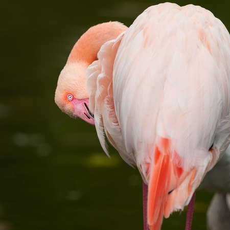 Portrait of a Greater Flamingo (Phoenicopterus roseus) in a zoo (Vienna, Austria), cloudy day in autumnの写真素材