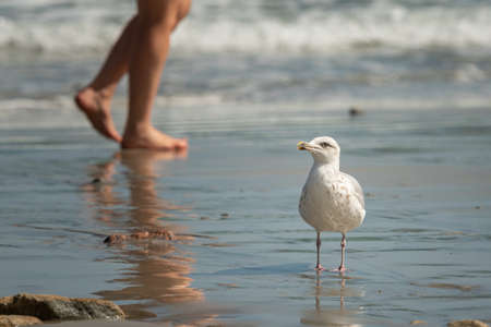A young european herring gull (Larus argentatus) standing on the beach (Brittany, France)の写真素材