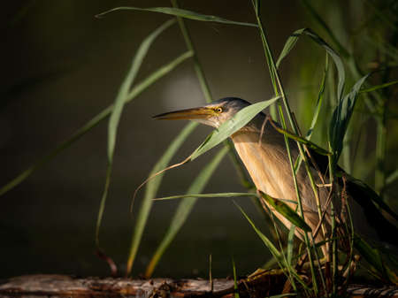 Portrait of Little Bittern (Ixobrychus minutus) on a sunny morning in summer in Vienna (Austria)の写真素材