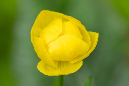 Closeup of a globeflower (Trollius europaeus, Ranunculaceae) in the Austrian Alps