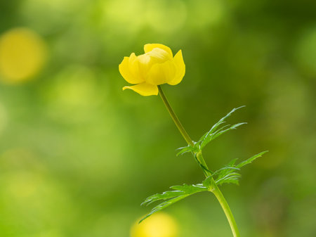 Closeup of a globeflower (Trollius europaeus, Ranunculaceae) in the Austrian Alpsの写真素材