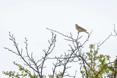 A tree pipit (Anthus trivialis) sitting on a bush, cloudy day in springtime (Waschberg, Austria)