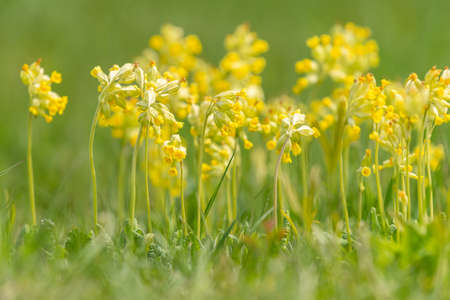 A group of common cowslips (Primula veris) on a meadow, early spring in Austriaの写真素材