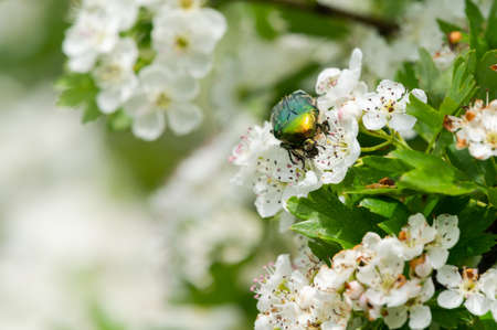 Portrait of a flower chafer (Cetonia aurata) on white blossoms of a common hawthorn (Crataegus...
