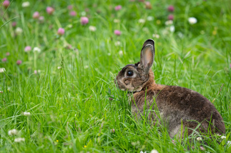 A brown cute dwarf rabbit in a green meadow, red and white clover, cloudy day in springtimeの写真素材