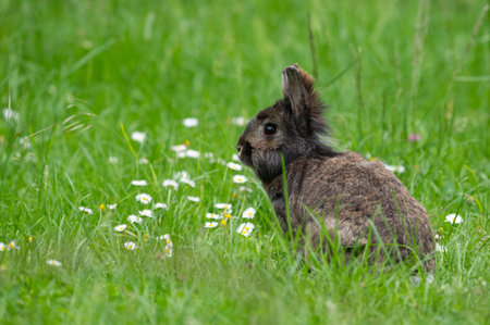 A brown cute dwarf rabbit in a green meadow, red and white clover, cloudy day in springtimeの写真素材