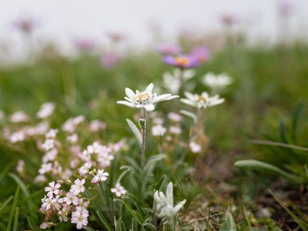 Closeup of an edelweiss flower (Leontopodium nivale) in the Austrian alps near Matrei, cloudy day in summerの写真素材