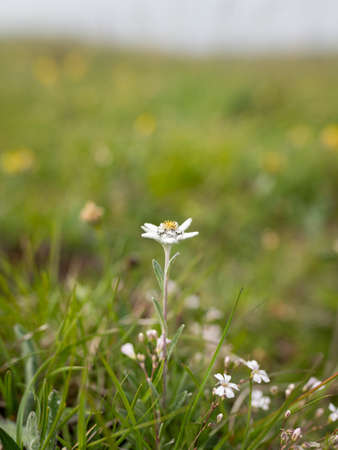 Closeup of an edelweiss flower (Leontopodium nivale) in the Austrian alps near Matrei, cloudy day in summerの写真素材