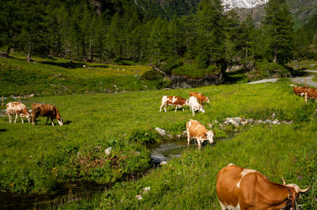 Brown cows grazing on a green pasture, small river, sunny day in summer, alps in East Tyrol (Austria)の写真素材