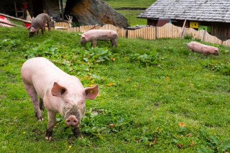 Domestic pigs grazing on a meadow outside, cloudy day in summer, alps in East Tyrol (Austria)のeditorial素材