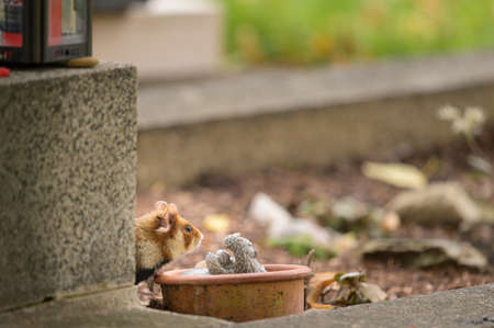 A European hamster sitting on a grave, cemetery in Meidling (Vienna, Austria)の写真素材