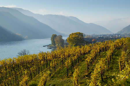 Vineyards near Weissenkirchen Wachau Austria in autumn colored leaves on a sunny day
