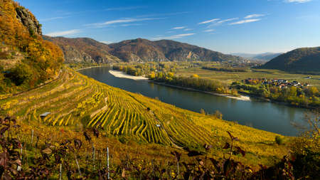 Vineyards and river Danube near Weissenkirchen Wachau Austria in autumn colored leaves on a sunny dayの写真素材