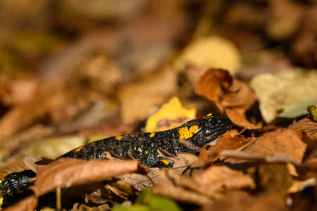 Closeup of a beautiful fire salamander (Salamandra salamandra) in the forest, Wachau (Austria)