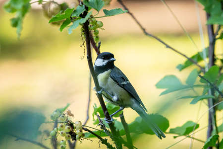 A great tit (Parus major) sitting on bush, sunny day in summerの写真素材