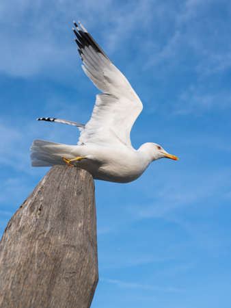 A yellow legged gull taking off a wooden pole in Venice, Italyの写真素材
