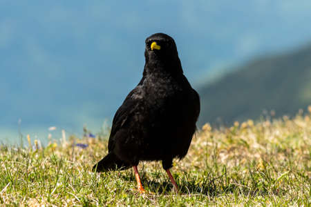 Portrait of an Alpine Chough on a sunny day in the Austrian Alps, standing on a meadowの写真素材