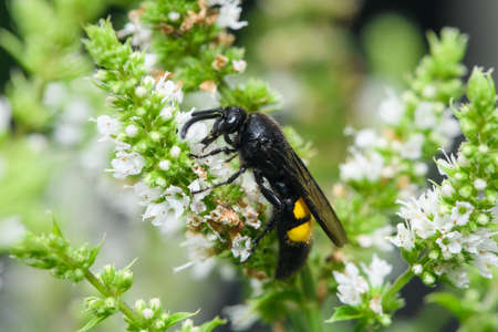 Scolia hirta (Hymenoptera, Scoliidae) sitting on a white flower, sunny day in summer, Vienna (Austria)の写真素材