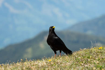 Portrait of an Alpine Chough on a sunny day in the Austrian Alps, standing on a meadowの写真素材