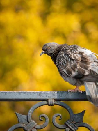A domestic pigeon sitting on an iron fence, yellow leaves in background, sunny day in autumn, Venice (Italy)の写真素材
