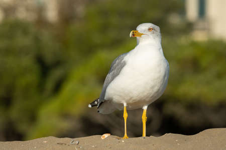 An adult yellow legged gull (Larus michahellis) standing on a pile of sand at the beach, sunny day...