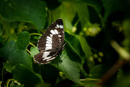 A Hungarian glider butterfly (Neptis rivularis) sitting on a tree, sunny day in summer, Vienna (Austria)の写真素材