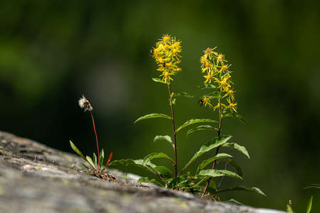 Closeup of a fen ragwort (Senecio paludosus) in the Italian alps, cloudy day in summerの写真素材