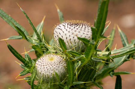 Closeup of a wooly thistle (Cirsium eriophorum) in the Austrian Alps, cloudy day in summer