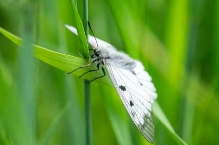 A clouded Apollo butterfly (Parnassius mnemosyne) resting in a meadow, Austrian alpsの写真素材