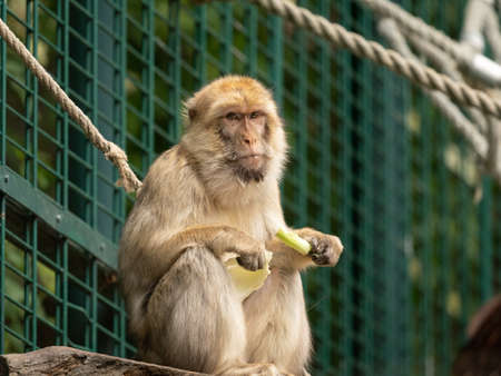 A Barbary ape (Macaca sylvanus) sitting and eating in a zoo, Vienna (Austria)