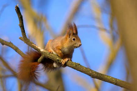 A red squirrel sitting on a tree in winter, blue sky, Vienna (Austria)