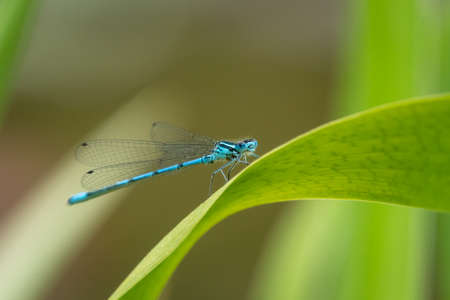 An azure damselfly (Coenagrion puella) resting on a green leaf, sunny day in summer (Vienna,...