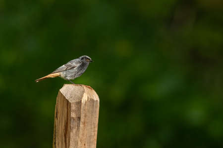 A black redstart sitting on a piece of wood, sunny day in summer, green backgroundの写真素材