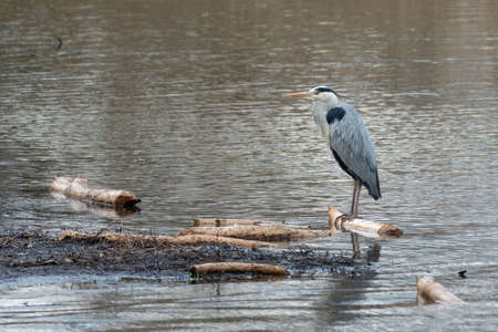 A grey heron (Ardea cinerea) standing near a pond (Vienna, Austria)の写真素材