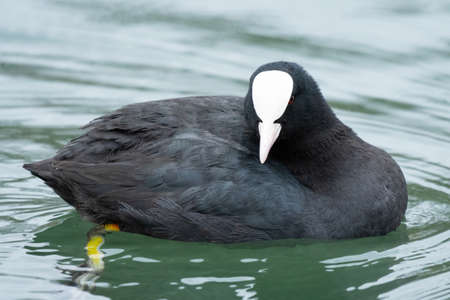 A Eurasian Coot swimming on a pond, cloudy day in autumnの写真素材
