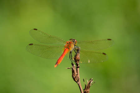 A spotted darter dragonfly (Sympetrum depressiusculum) resting on a plant, sunny day in summer