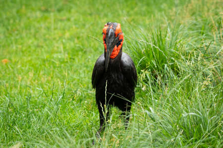 A Southern Ground Hornbill standing in a meadow in a zoo in Vienna (Austria), cloudy day in summerの写真素材