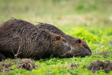 Two nutrias (Myocastor coypus) walking near water and looking for food (Grado, Italy)の写真素材