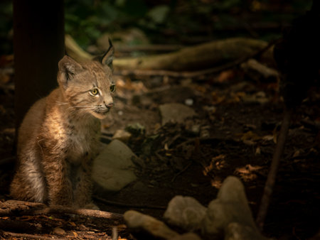 A young Eurasian lynx (Lynx lynx) sitting in a dark forest, sunny day in summerの写真素材
